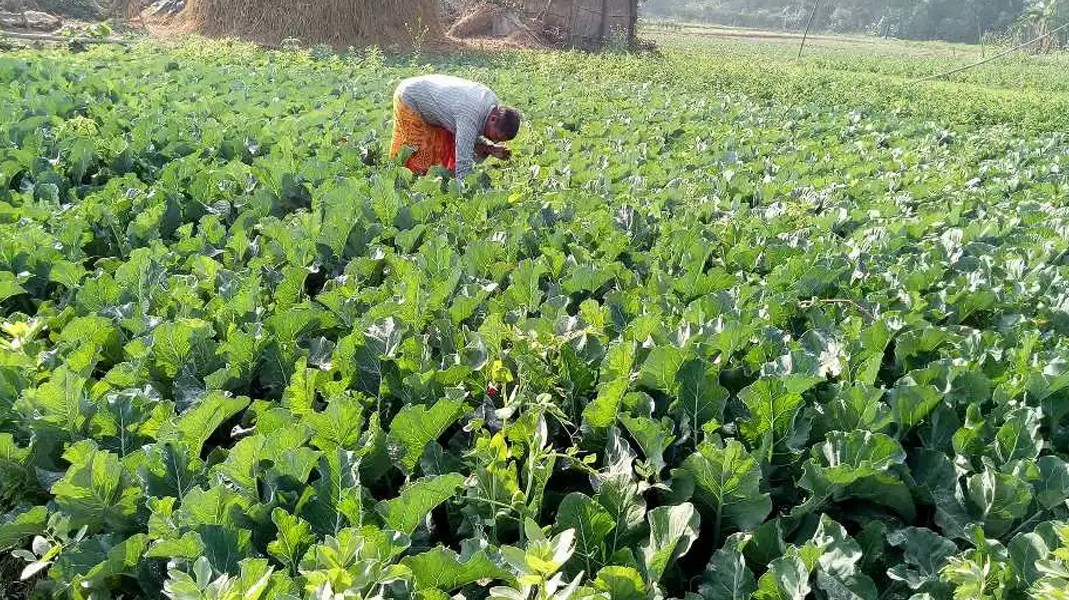 बेलडाँडीका जागरुक महिला : व्यावसायिक तरकारी खेतीबाट गतिलो आम्दानी गर्दै
