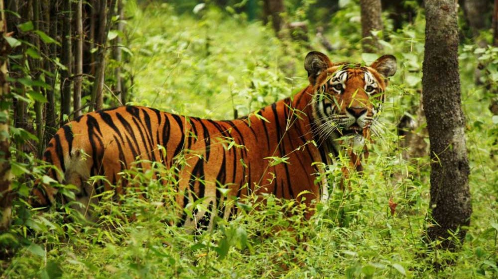 नेपालमा बाघको संख्या ३५५,शुक्लाफाँटामा बाघको संख्या बढेर ३६ पुग्यो