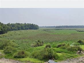 शुक्लाफाँटामा ताल सुक्दै, वन्यजन्तु पानी अभावमा संकटमा