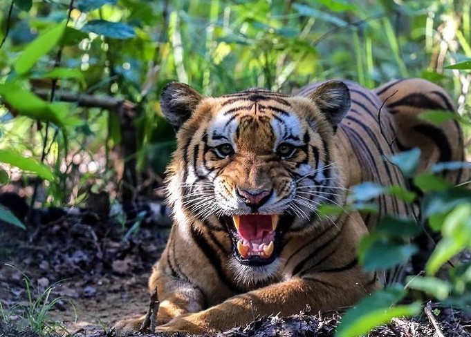 आज विश्व बाघ दिवस मनाइदै