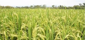 गत आर्थिक बर्षमा कृषि उत्पादन सवा करोड क्विन्टल वृद्धि