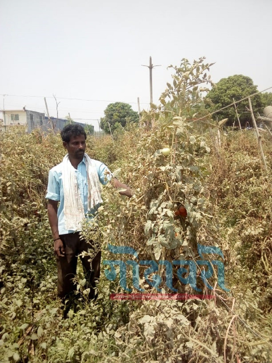 भारतीय नागरिक गुड्डु तरकारी खेतीबाट मनग्य आन्दानी गर्दै
