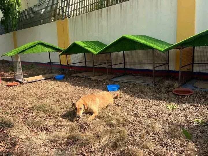 वडाध्यक्ष गजेन्द्र शाहीले निर्माण गरे ‘स्ट्रीट डग सेल्