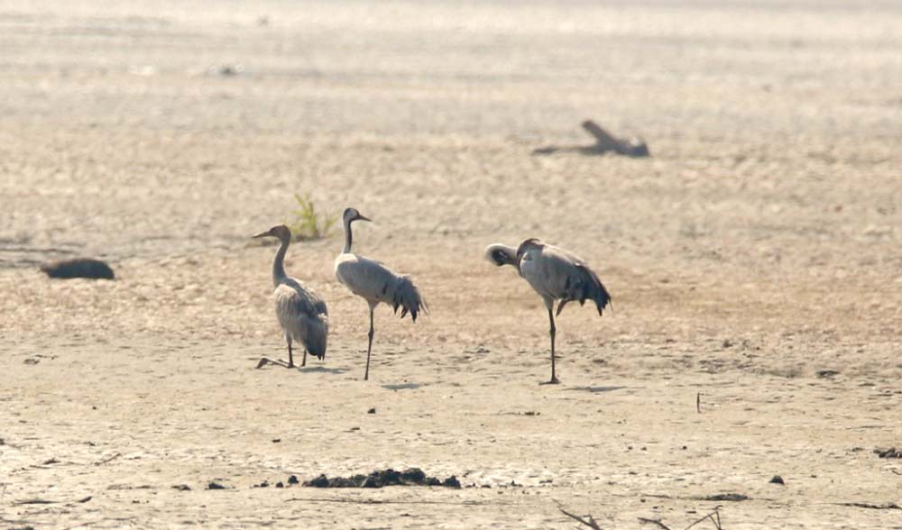 कैलाली कंचनपुरमा सारस चराको संख्या घट्दै