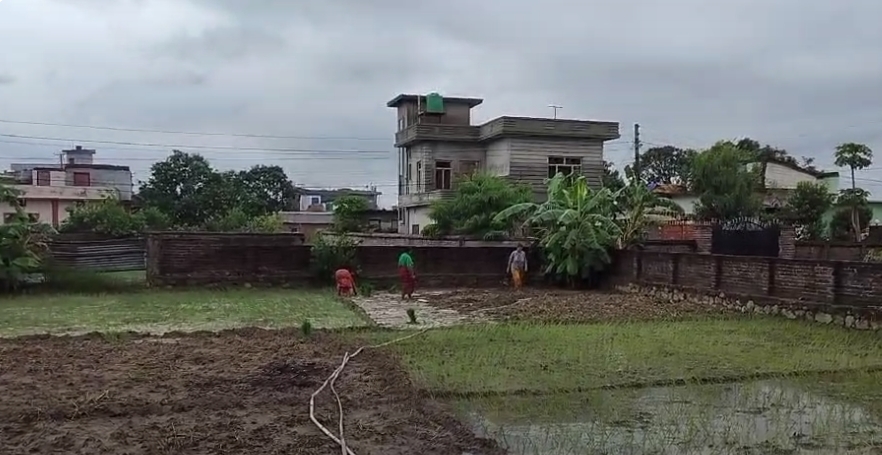 आज असार १५ , धान दिबस मनाइँदै