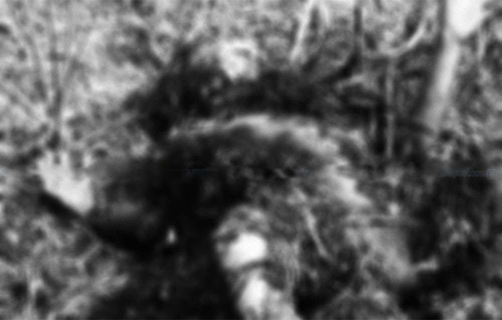 गौरीगंगा नगरपालिका  को रानीफाटा सामुदायिक वनमा सडेको अवस्थामा शव फेला