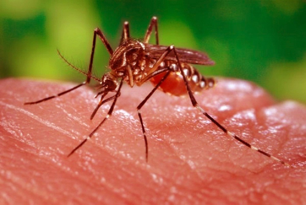 वैज्ञानिकले बनाए डेंगु प्रतिरोधी लामखुट्टे, दक्षिण– पूर्व एशियामा डेंगुबाट १८ सयको मृत्यु
