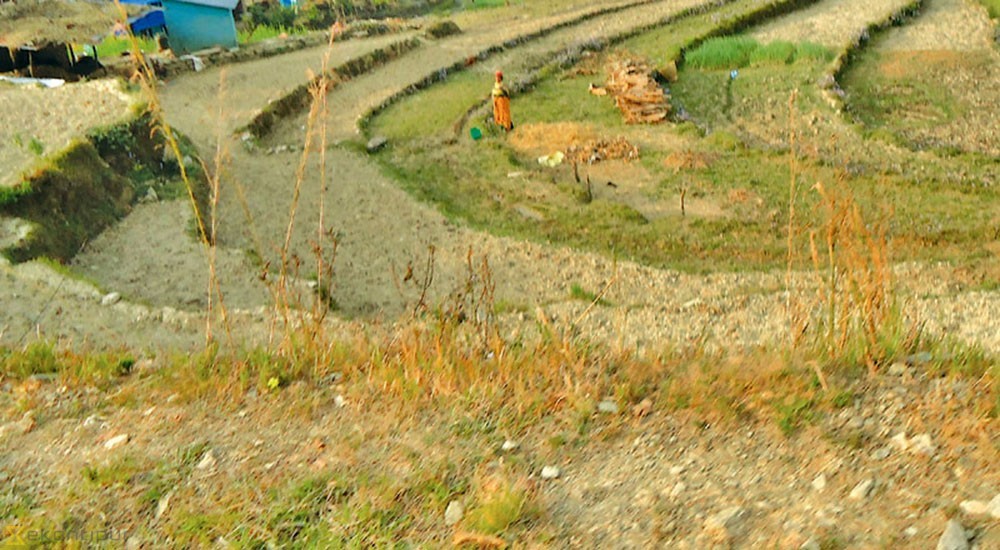 कोरोना प्रभाव :  बझाङमा वर्षौँ देखि बाँझो जमिन खनेर खेती गरिदैं