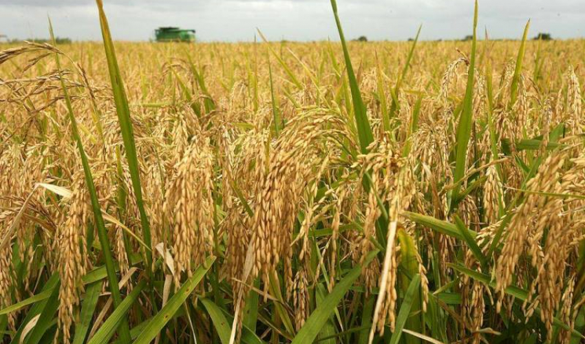 किसानको एउटै चिन्ताः ‘धान पाक्यो तर भित्र्याउन पाइएन’