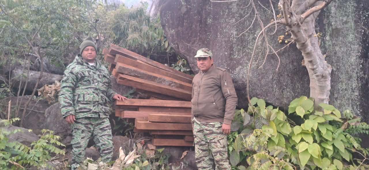 कैलालीको चुरेमा वन माफियाको राज, सामुदायिक वनका पदाधिकारीकै मिलेमतोमा हरिया साल फडानी