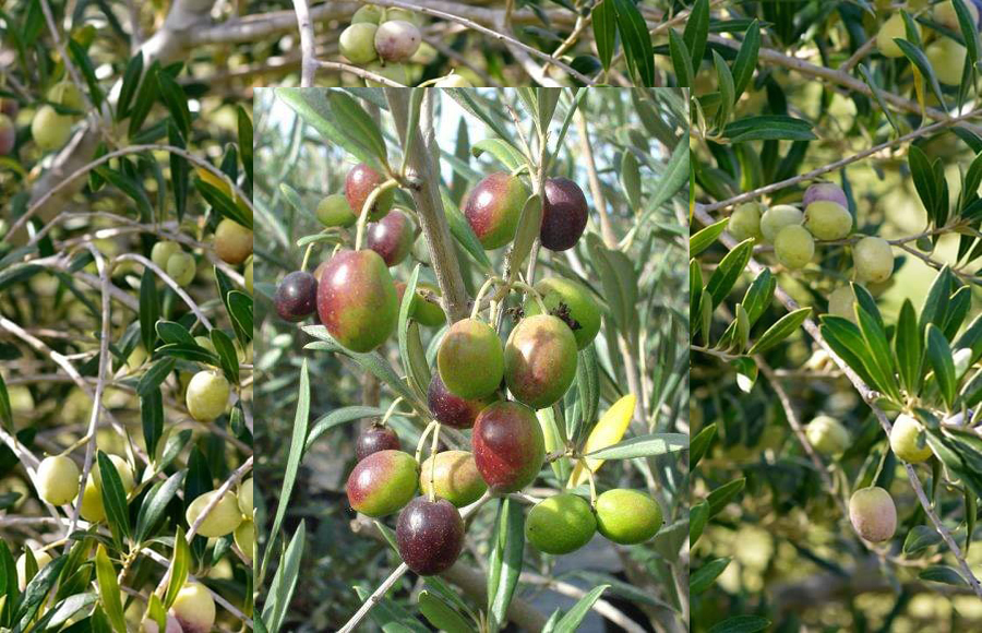 बाजुरामा करोडौँको जैतुन खेती अलपत्र