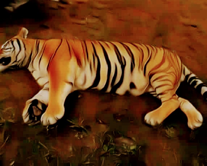 शुक्लाफाँटा राष्ट्रिय निकुञ्जमा पाटे बाघको मृत्यु