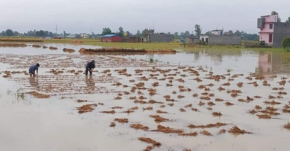 बेमौसमी वर्षाले धानबालीमा क्षति व्यहोरेका पीडित किसान राहत रकम पाउँदा खुसी