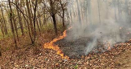 सुदूरपश्चिमका वनमा डढेलोको प्रकोप तीव्र, १५  प्रतिशत क्षेत्र प्रभावित