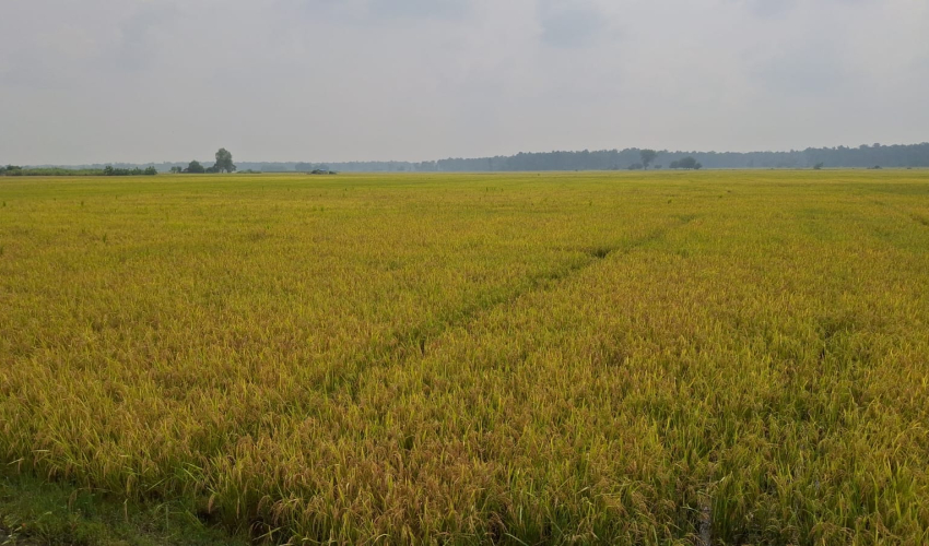 सुदूरपश्चिममा पाकेको धान खेतमै, वर्षाले किसानको चिन्ता बढायो