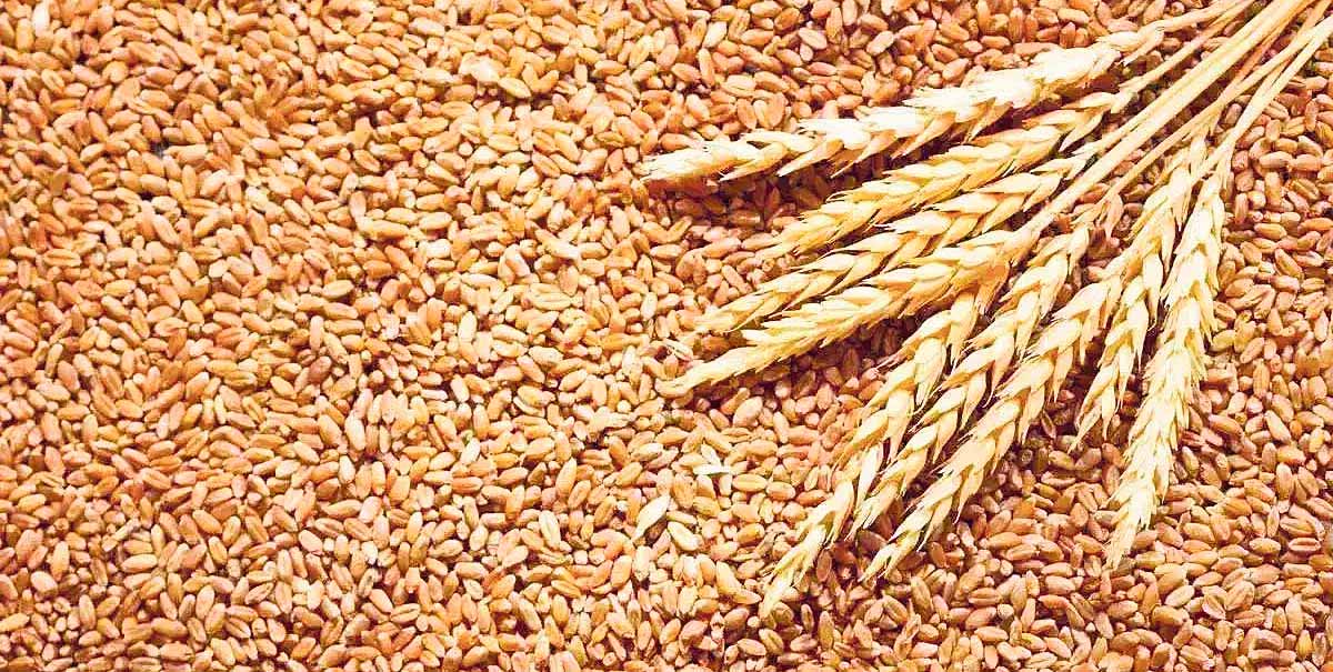 सरकारले गहुँको समर्थन मूल्य तोक्यो