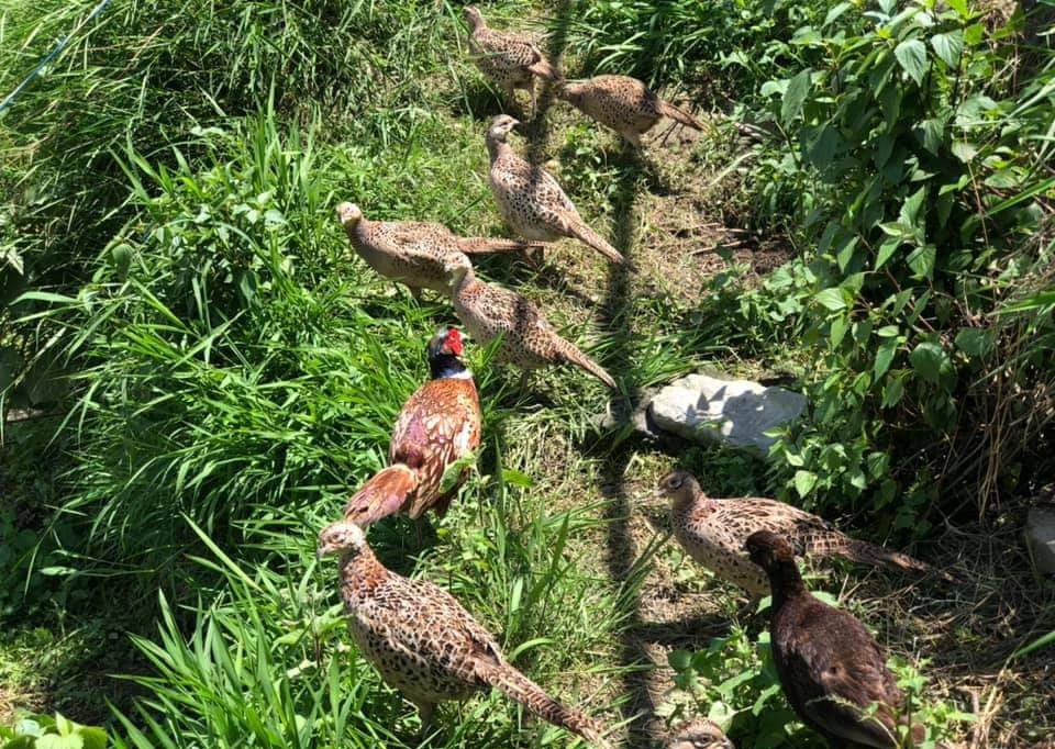 कैलालीको चुरेमा फस्टाउँदो कालिजपालन व्यवसाय