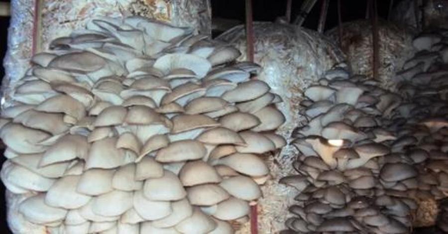 कृषि प्राविधिक पढेर घरमै च्याउ खेतीबाट राम्रो आम्दानी लिँदै कञ्चनपुरका युवा