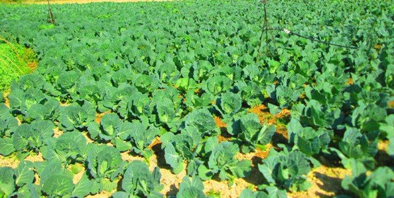 वैदेशिक रोजगारबाट फर्केर कृषिमा रम्दै बेलडाँडीका युवा