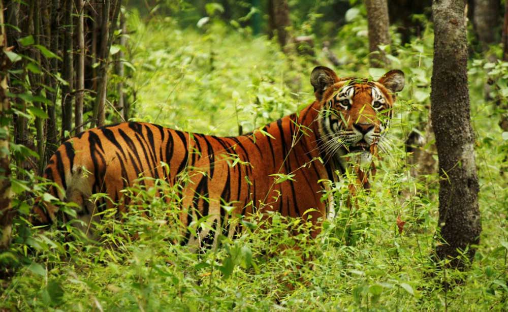 बाघ लुक्ने झाडी फाँड्दै कञ्चनपुरको एक वडा कार्यालय