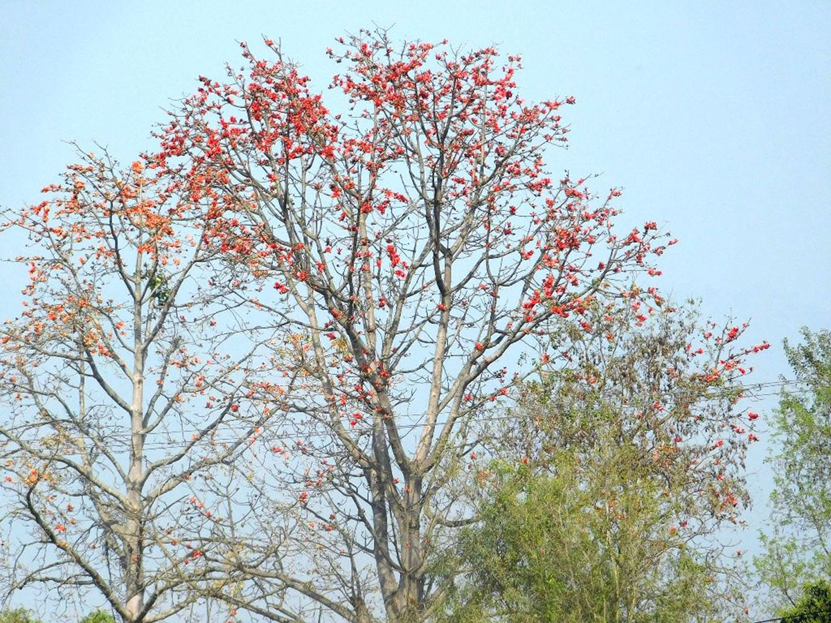 कञ्चनपुरको शुक्लाफाँटा- १० झलारीमा फुलेको सिमल