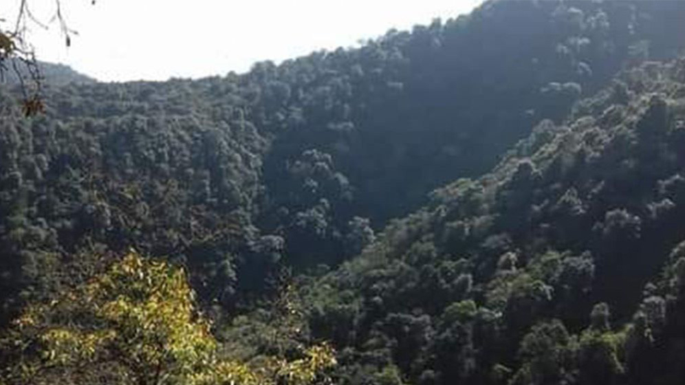 दक्षिण एसियामा वन क्षेत्र धेरै भएको दोस्रो देश बन्यो नेपाल