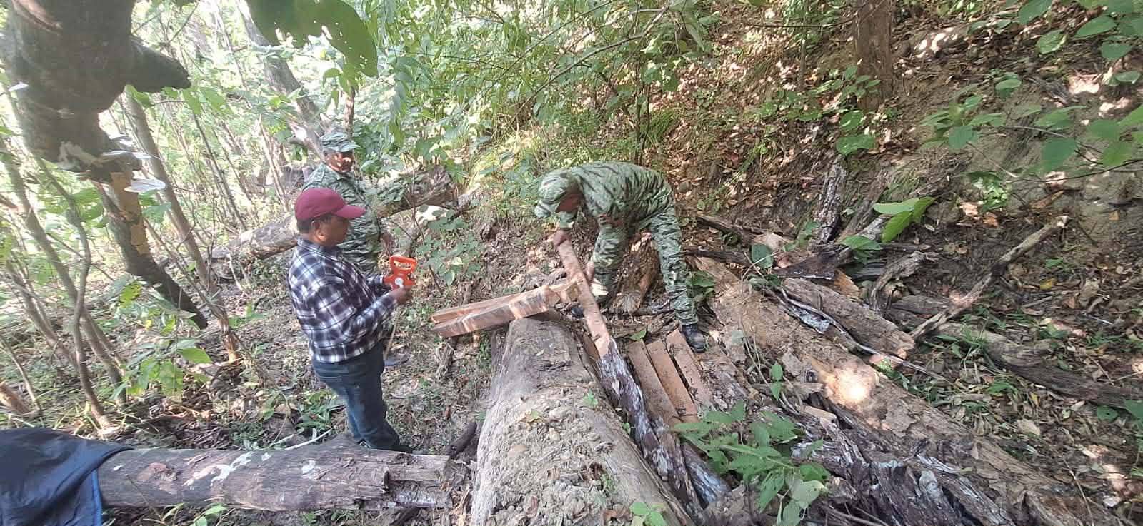 कैलालीको चुरेमा पुन:  ७० क्युफिट साल्को  काठ बरामद