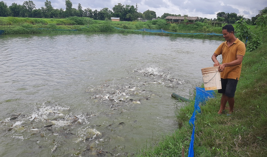 भारतीय माछाका कारण स्थानीयस्तरमा माछापालन गर्दै आएका कैलालीका  किसान समस्यामा