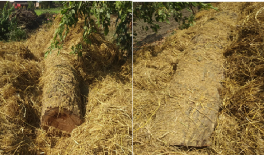 कञ्चनपुरमा घरमा लुकाएर राखिएकोे अवैध काठ बरामद