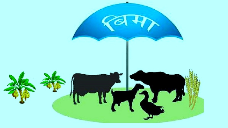 सरकारले अनुदान दिए पनि कृषि बाली बिमाप्रति छैन किसानको आकर्षण