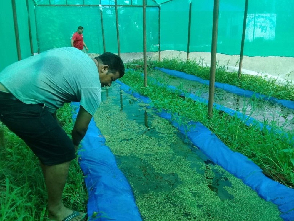 कैलालीका एक युवा  जसले कृषि पेशावाट कमाँउछन महिनाको डेढ लाख (फोटो र भिडियो)
