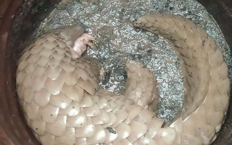 कैलालीमा अति दुर्लभ मानिने साल माछा फेला