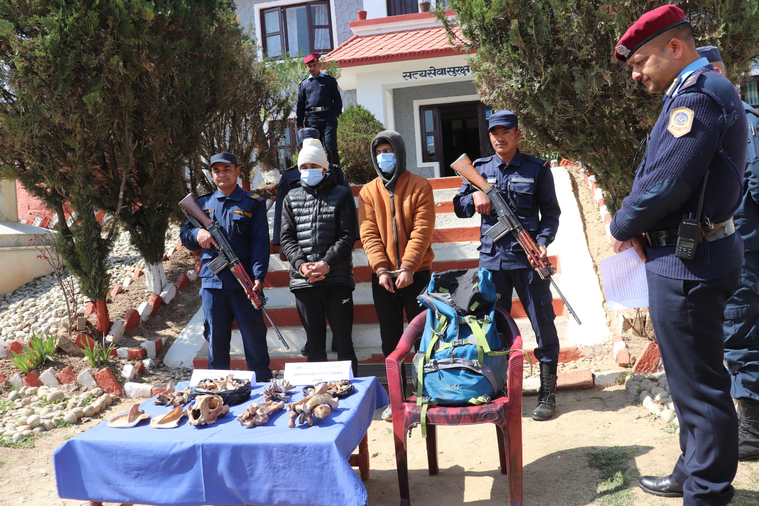 डडेल्धुरा प्रहरीद्वारा ९६ थान बाघका हड्डी बरामद, २ युबा पक्राउ