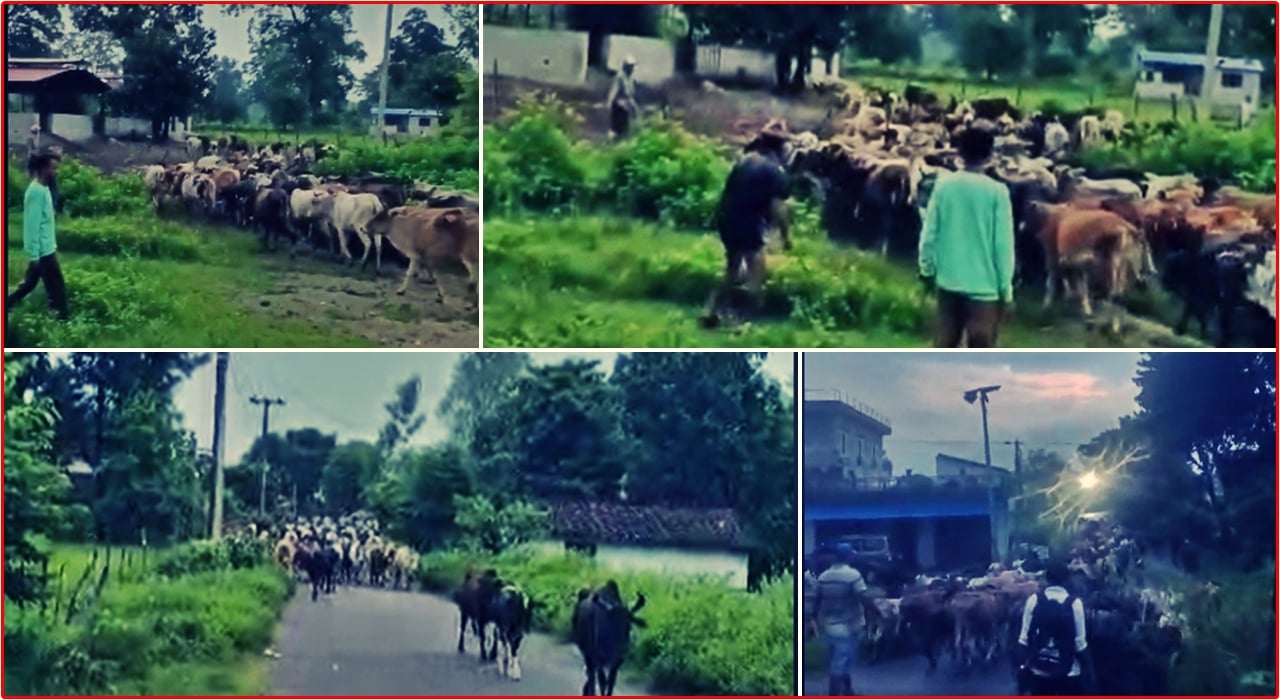 गोदावरीमा २ सय बढी छाडा पशु चौपाया गौशालामा राख्न शुरु