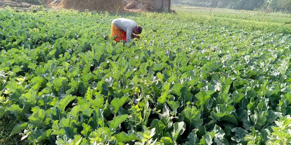 बेलडाँडीका जागरुक महिला : व्यावसायिक तरकारी खेतीबाट गतिलो आम्दानी गर्दै