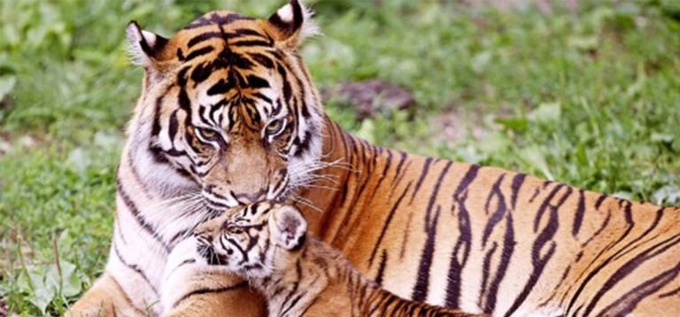 डमरुसहित बाघ देखिएपछि क्षति रोक्न कञ्चनपुरका वन कर्मचारी सक्रिय