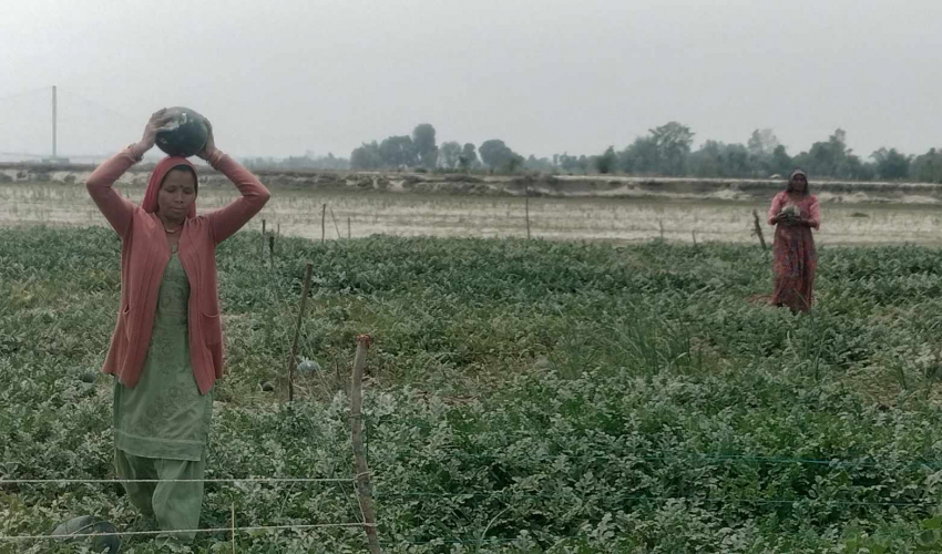 कन्चनपुरका किसान दोदा बगरमा तरकारी फलाएर आकर्षक आम्दानी गर्दै