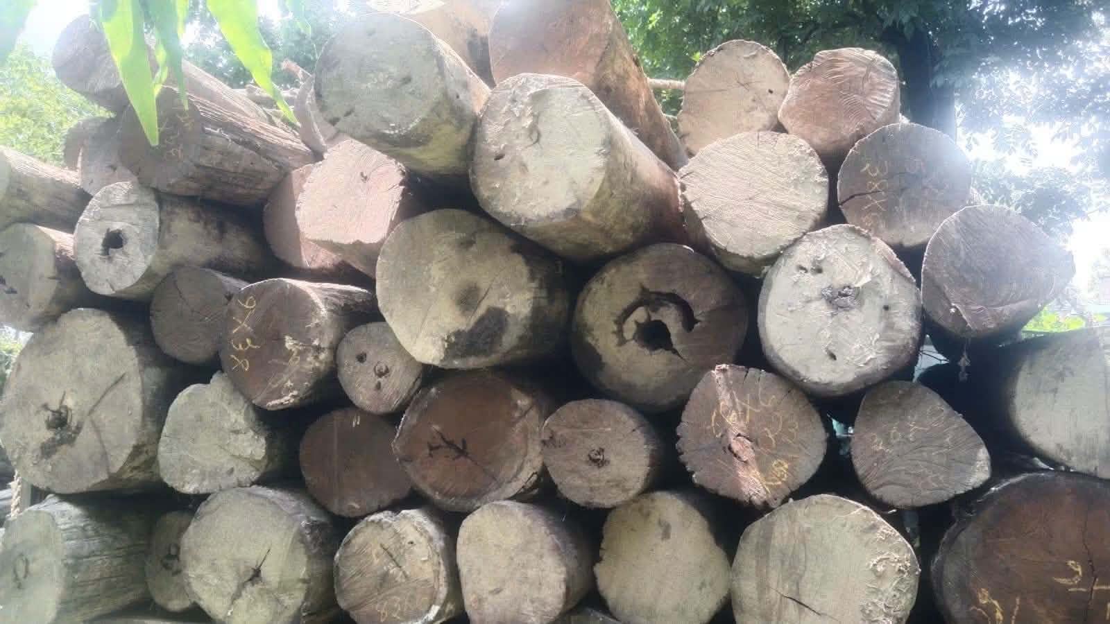 कृष्णपुरको साल काठ प्रकरण: काठ वैधानिक, प्रक्रियागत कमजोरीले चर्कियो विवाद