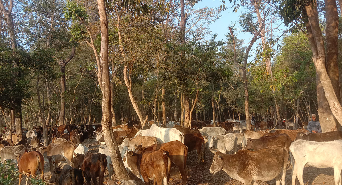 आहारा नपाउँदा रूखका बोक्रा खाँदै छाडा चौपाया