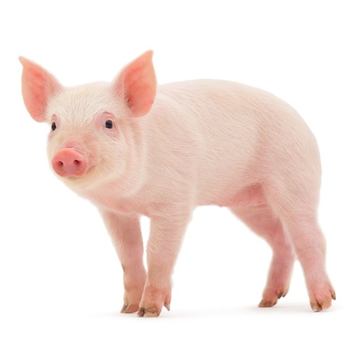 कैलालीको गोदावरीमा बंगुरका पाठा पाठी वितरण गरिने