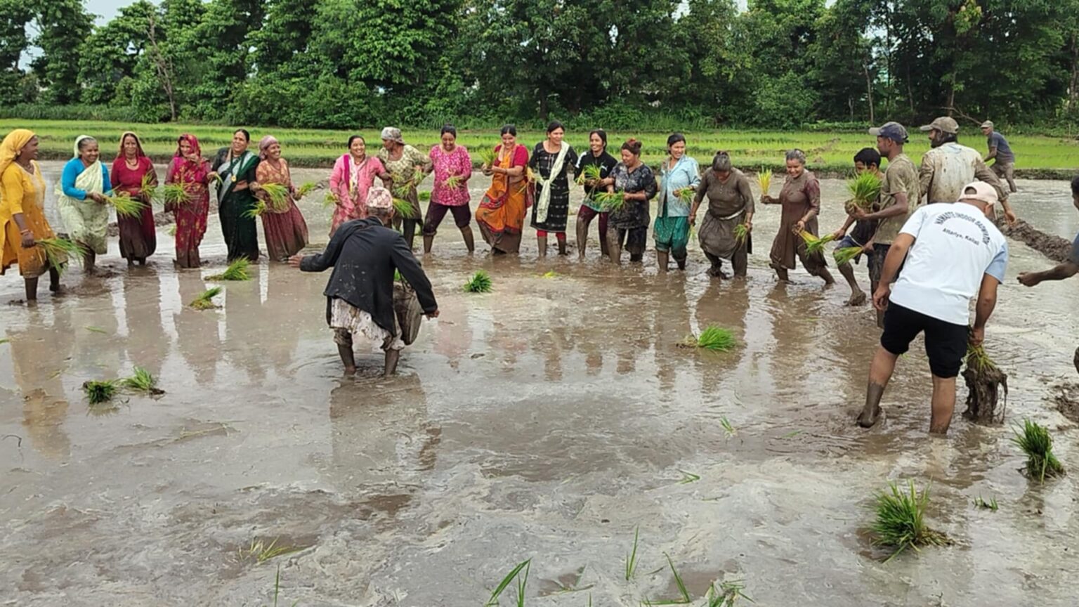 वडाध्यक्ष हेम प्रकाश मल्लको खेतमा धान दिवस तथा रोपाइँ महोत्सव ..