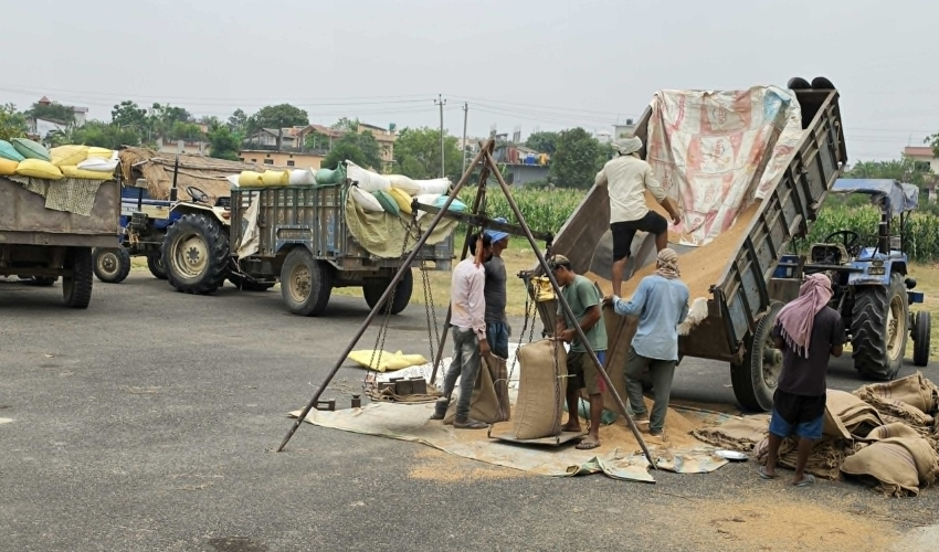 कैलालीमा गहुँको समर्थन मूल्यभन्दा बढीमा खरिद, किसान उत्साहित