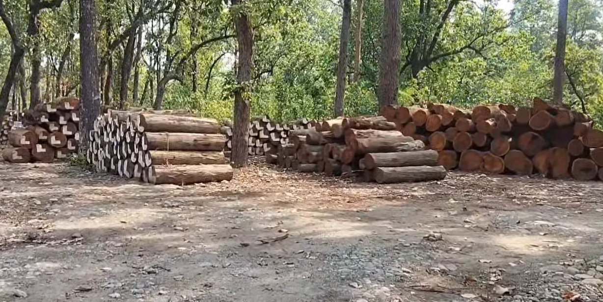 ५ वर्षदेखि कार्यविधि बिना: कैलाली–कञ्चनपुरका सामुदायिक वन संकटमा