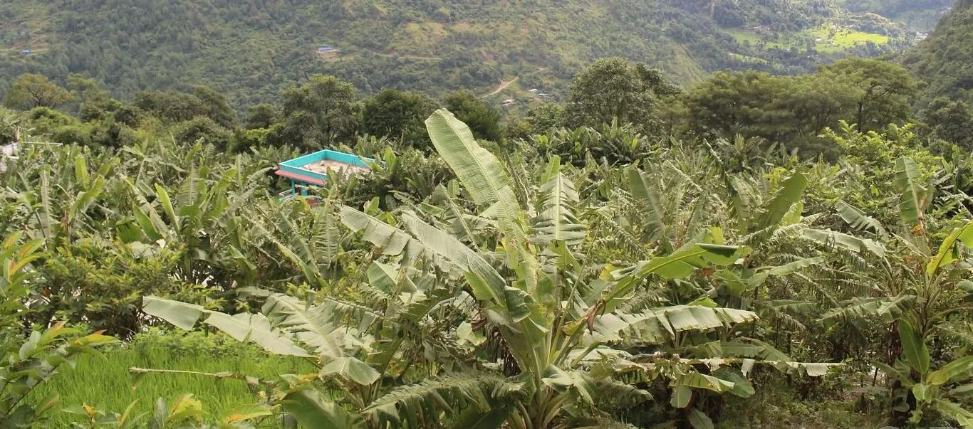 कञ्चनपुरको भीमदत्तमा केरा चिस्यान घर सञ्चालनमा , केरा किसानलाई सहज