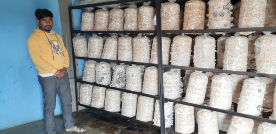 कृषि विज्ञान पढेका कैलालीका २६ वर्षीया कठरिया च्याउ खेतीमा रमाउँदै