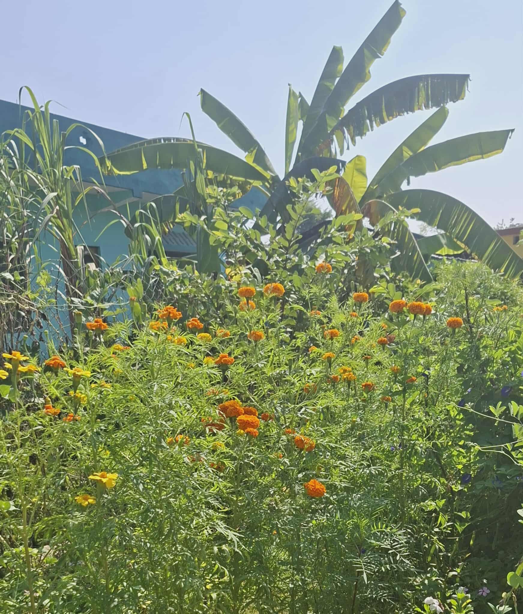 टिकापुरका सीताराम चौधरी : फूलखेतीले बनायो सफल व्यवसायी