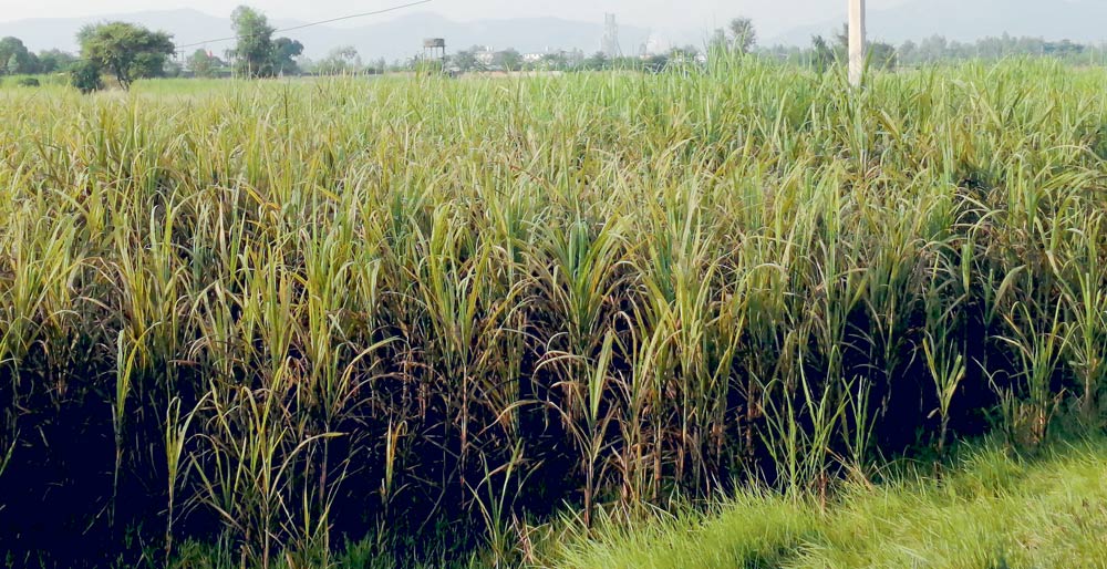 कञ्चनपुरमा खेतमै सुक्न थाले उखु, किसान चिन्तित