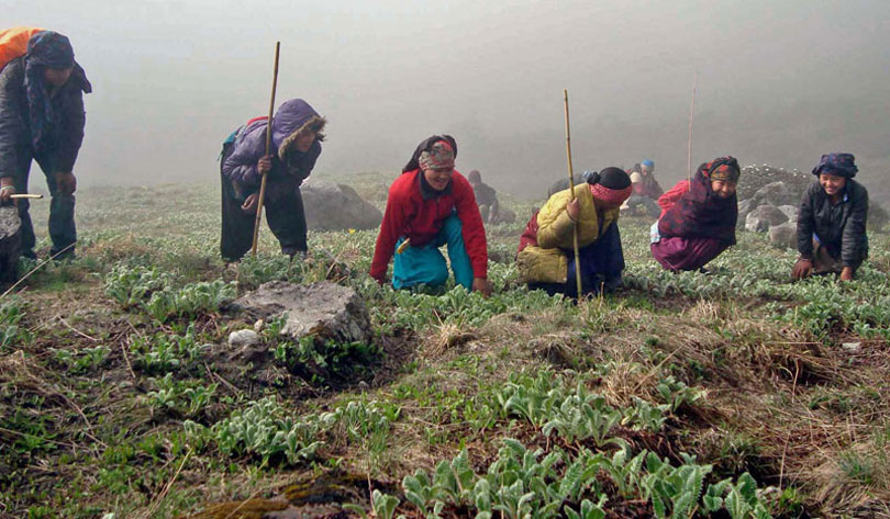 दार्चुलामा यार्सागुम्बा संकलनका लागि १३८ जनाले लिए पूर्जी